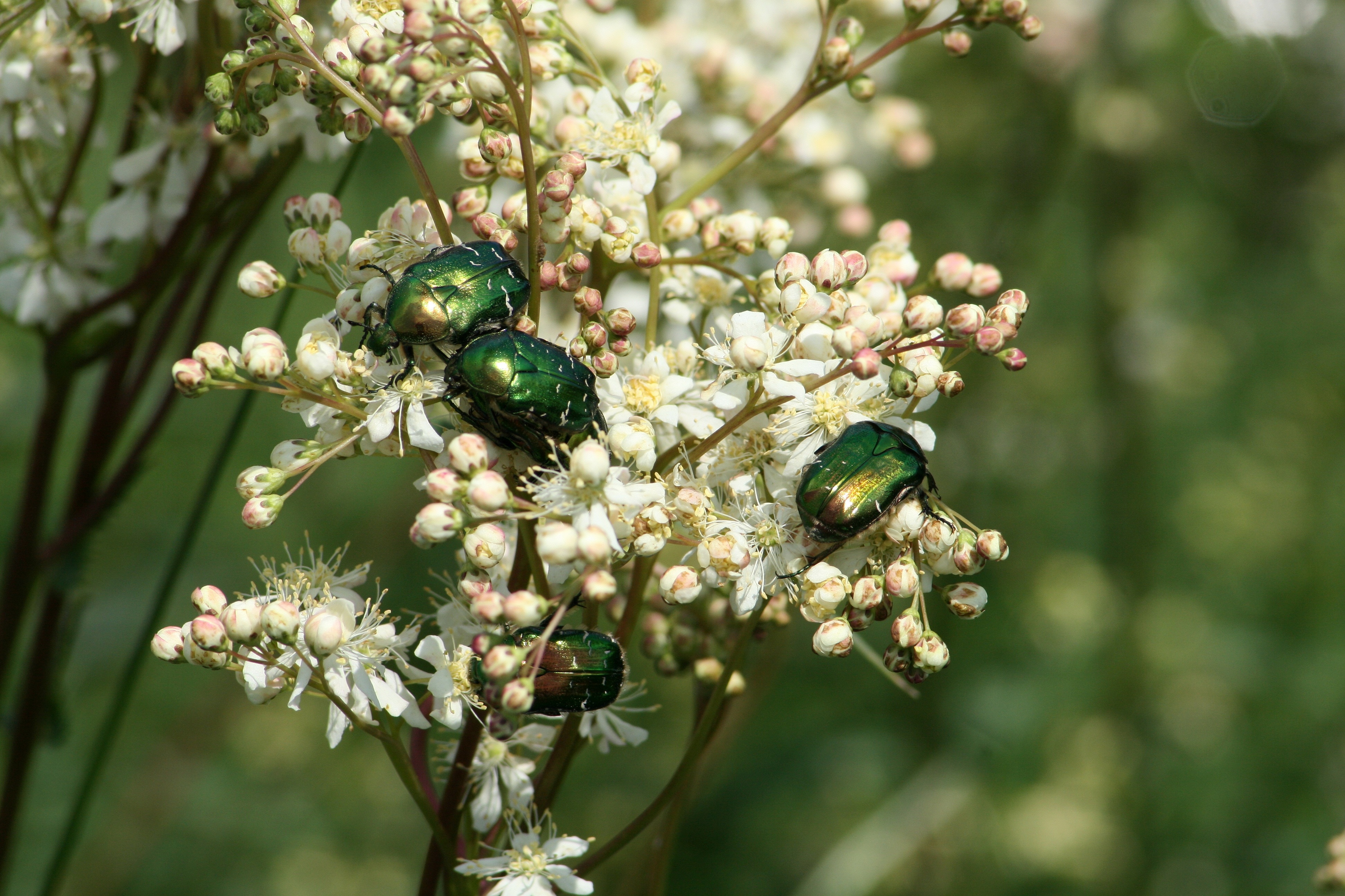 three jewel beetles