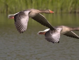 two birds flying over body of water thumbnail