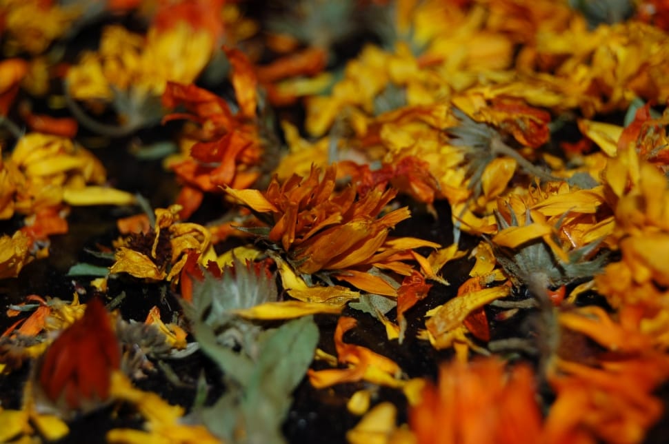 yellow dried flowers preview