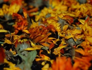 yellow dried flowers thumbnail