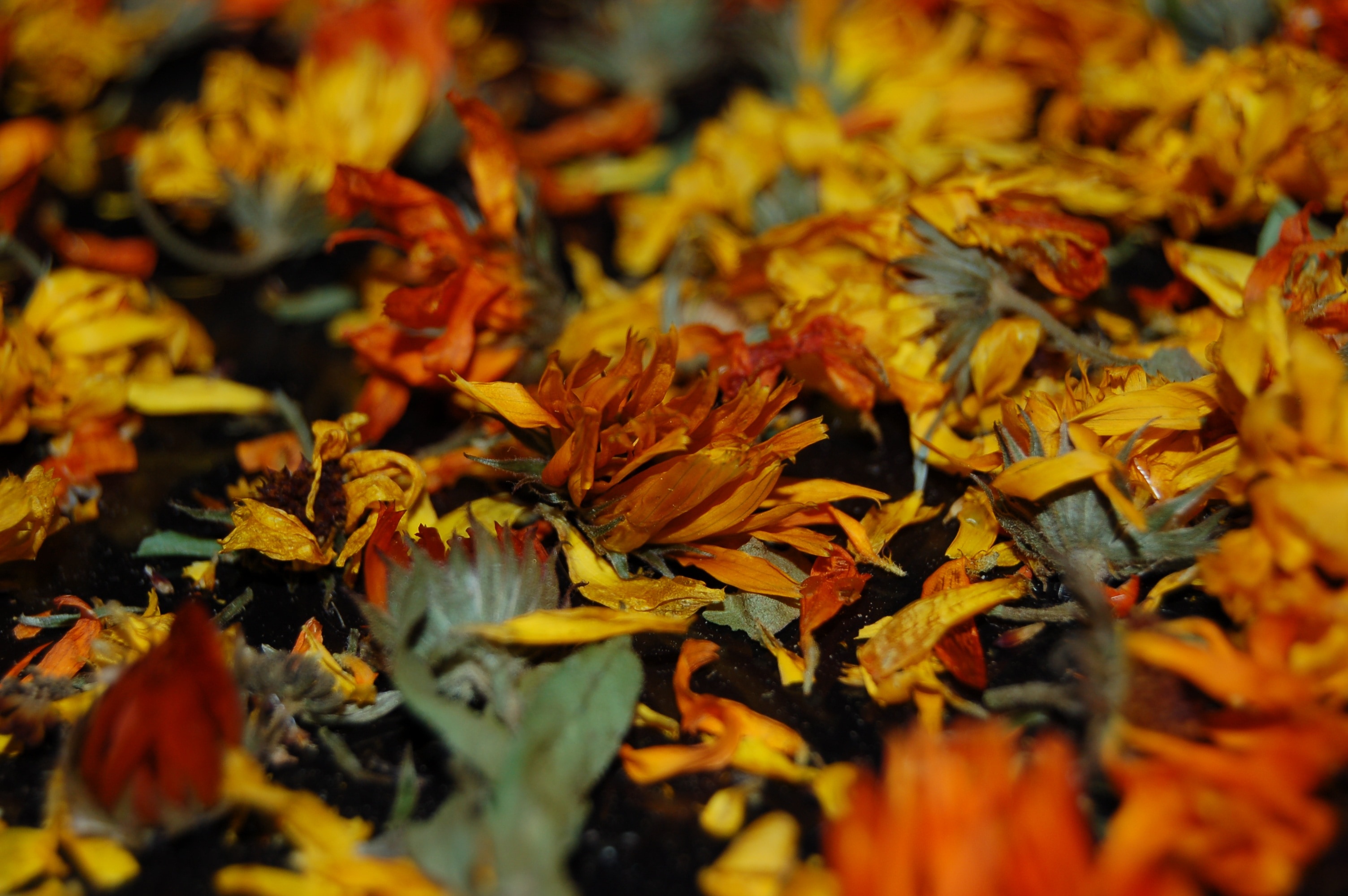 yellow dried flowers