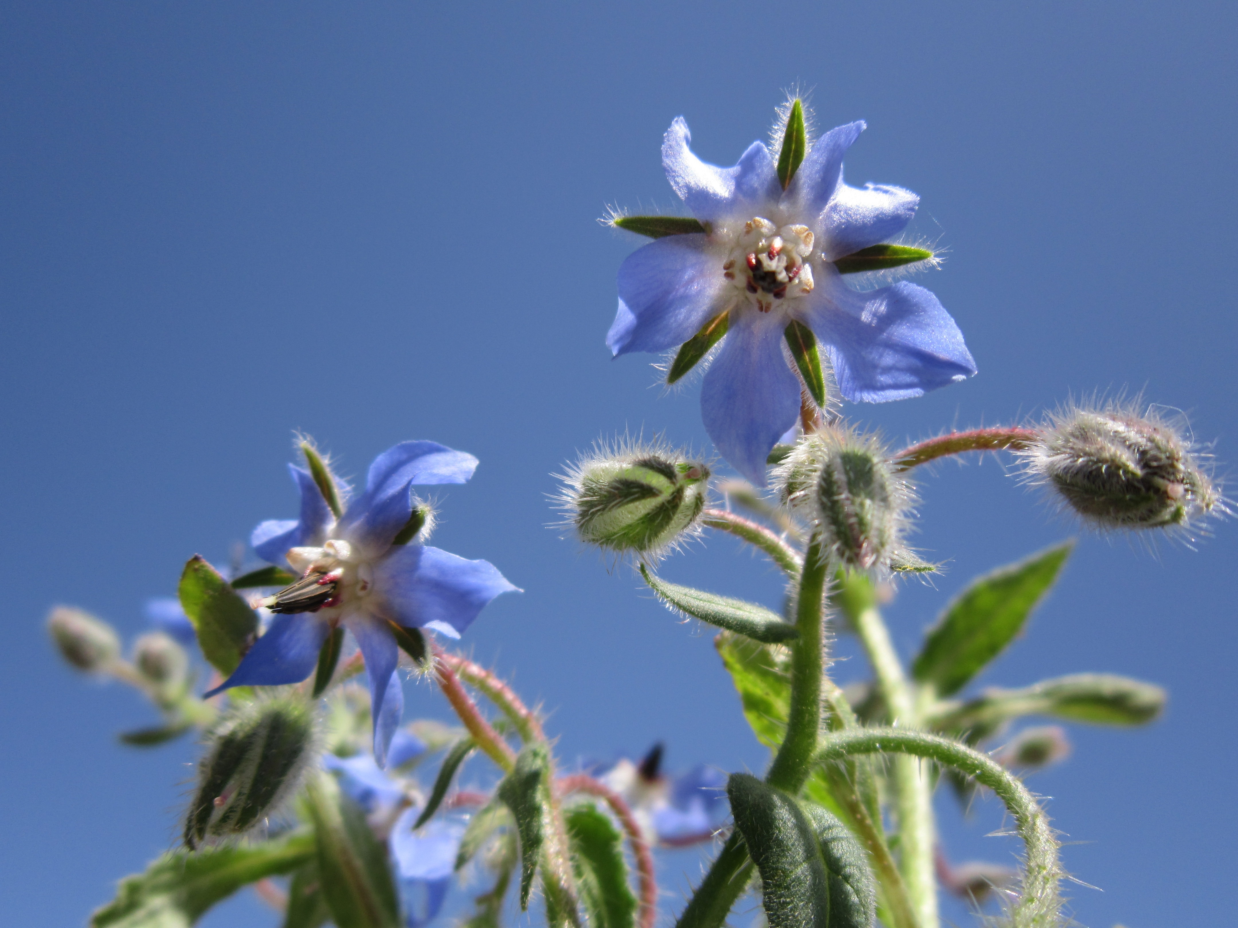 blue pasque flowers