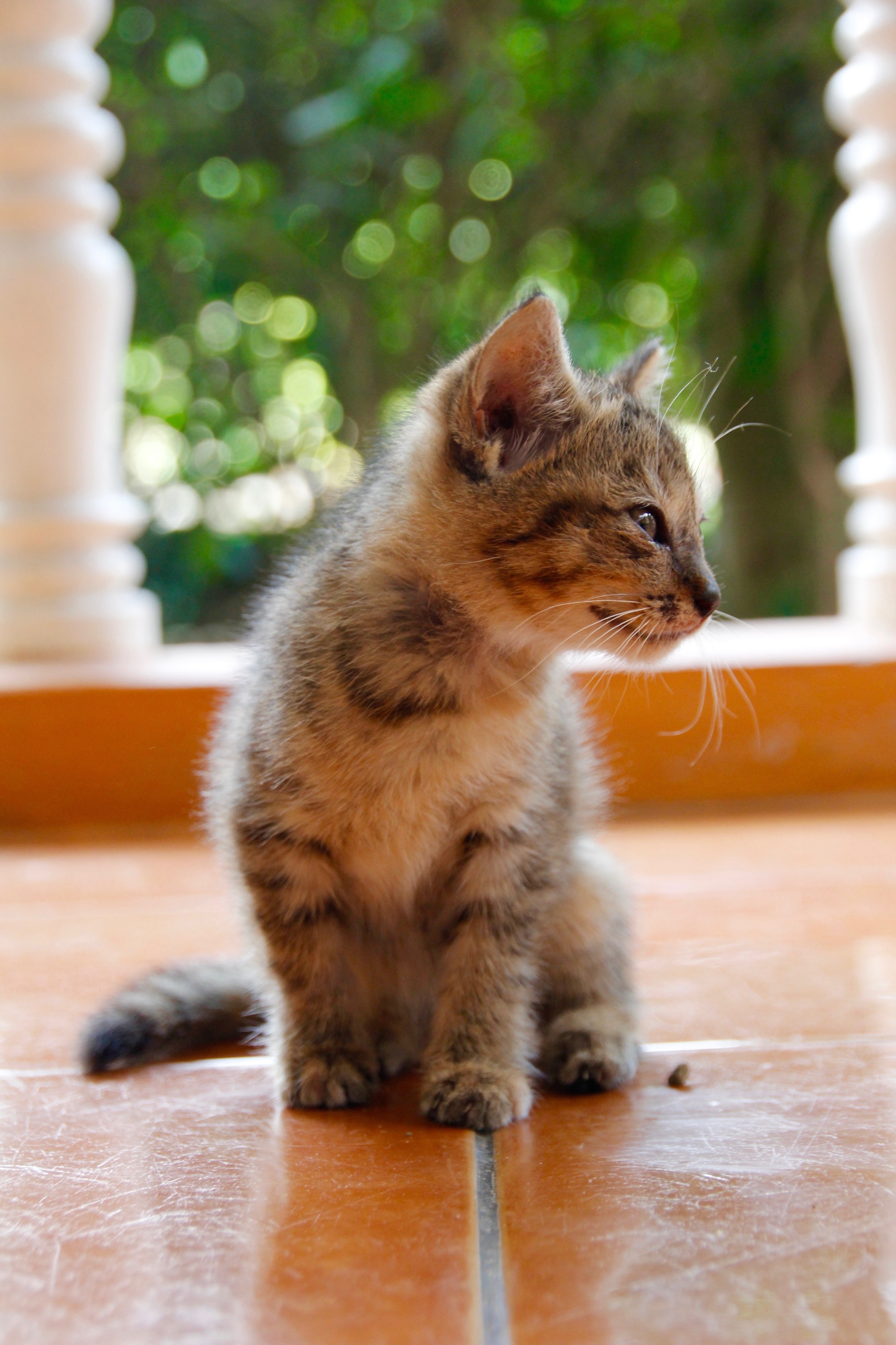 Cat, Cute, Cat Baby, Kitten, Pet, domestic cat, pets