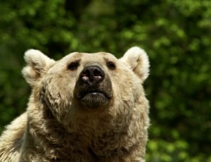 Brown Bear, Fluffy, Bear, Wildlife Park, one animal, bear thumbnail