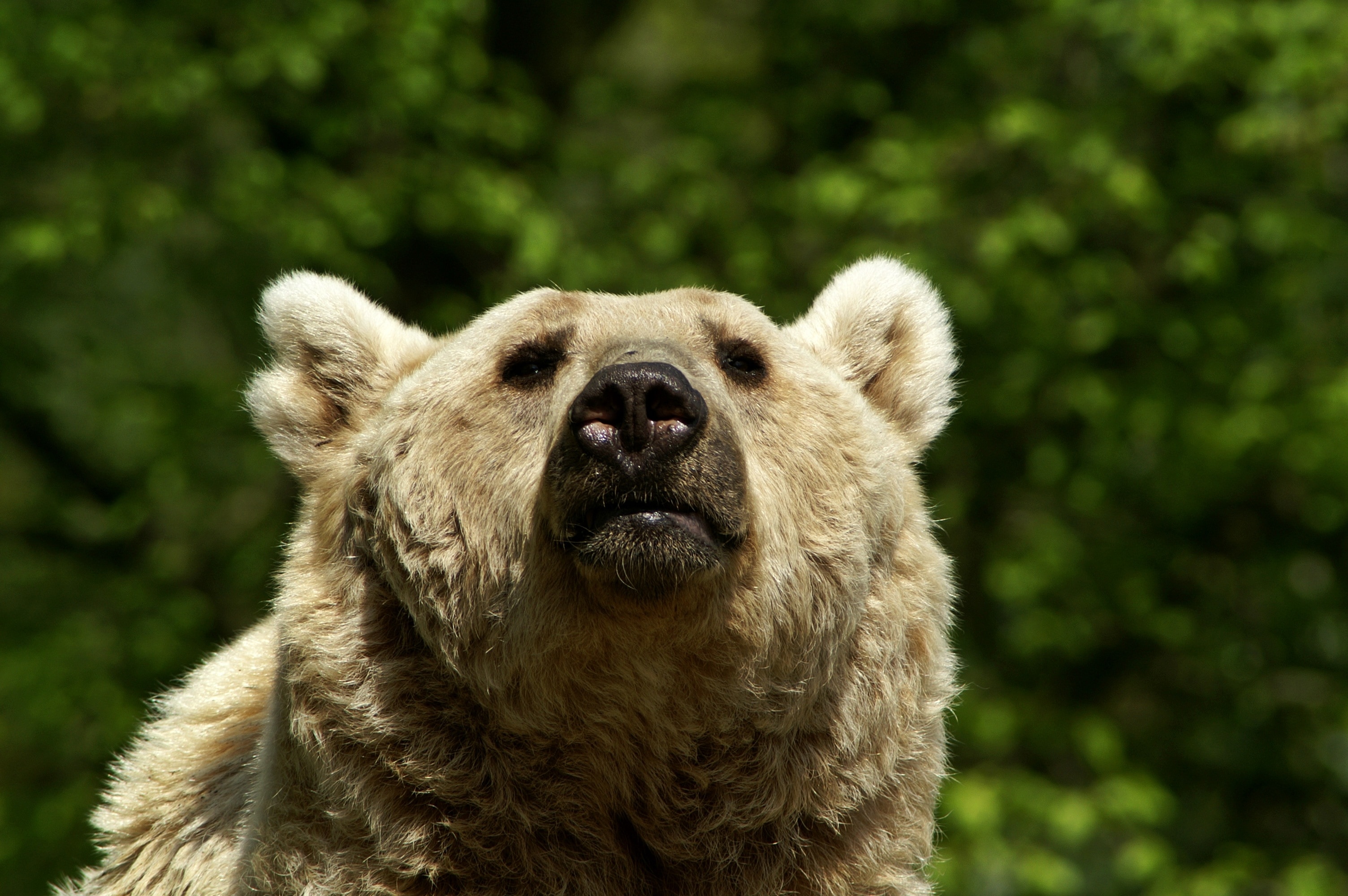 Brown Bear, Fluffy, Bear, Wildlife Park, one animal, bear
