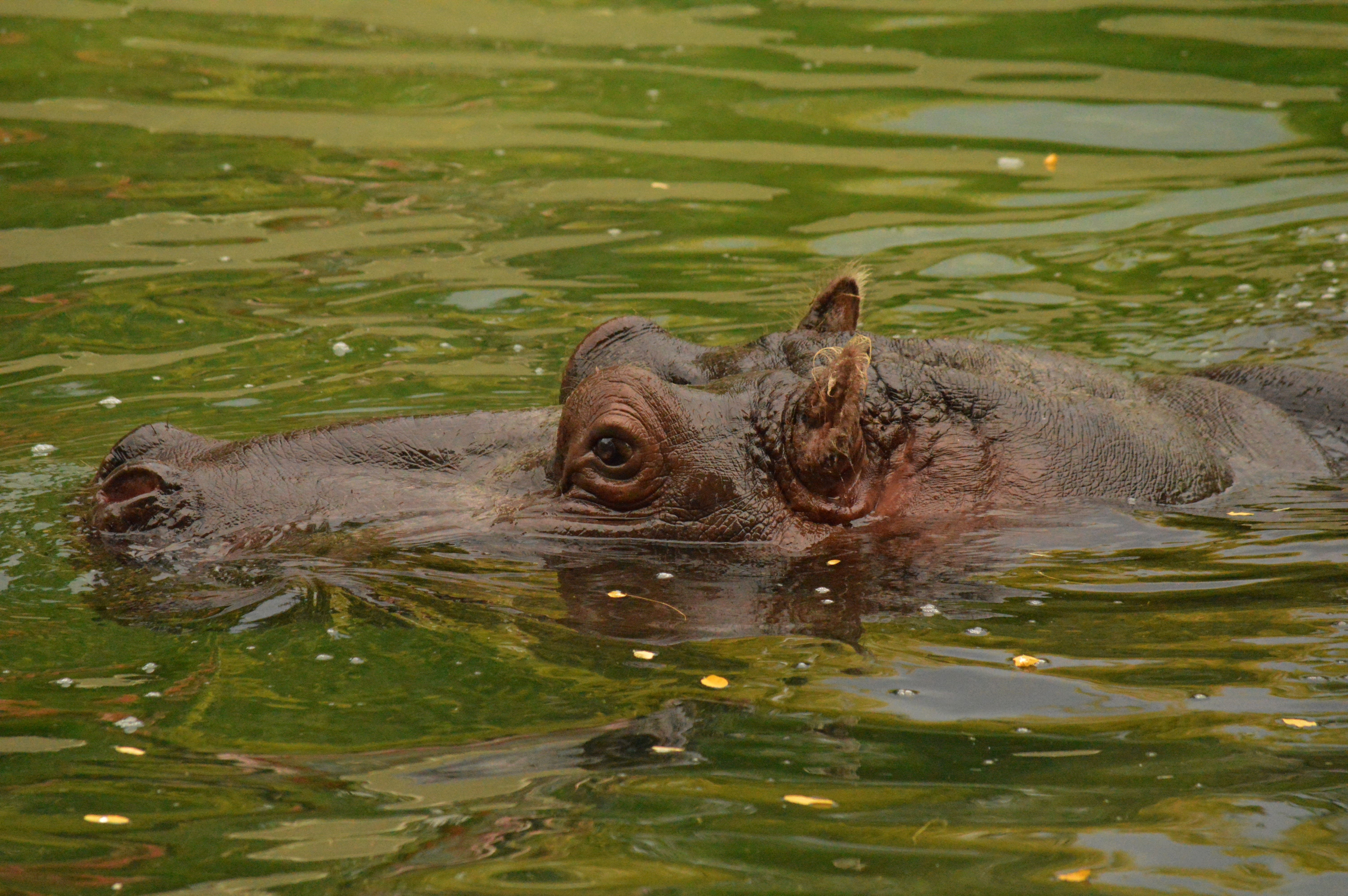brown hippopotamus