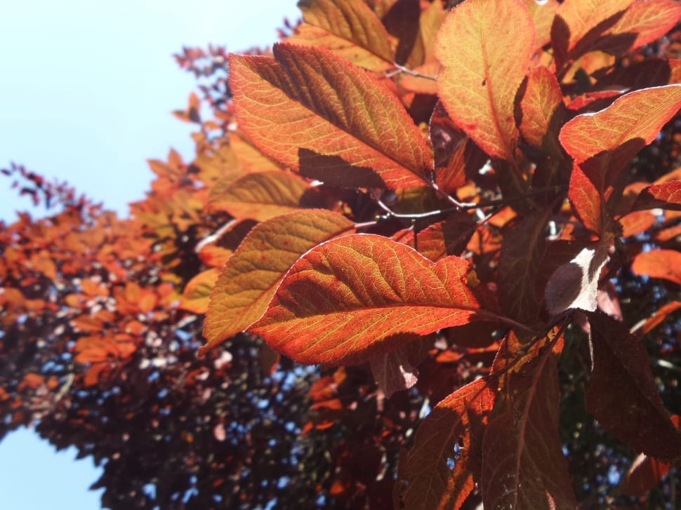 close up photo of red leaf tree preview