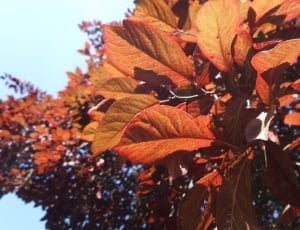 close up photo of red leaf tree thumbnail