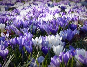 white and purple petaled flower lot thumbnail