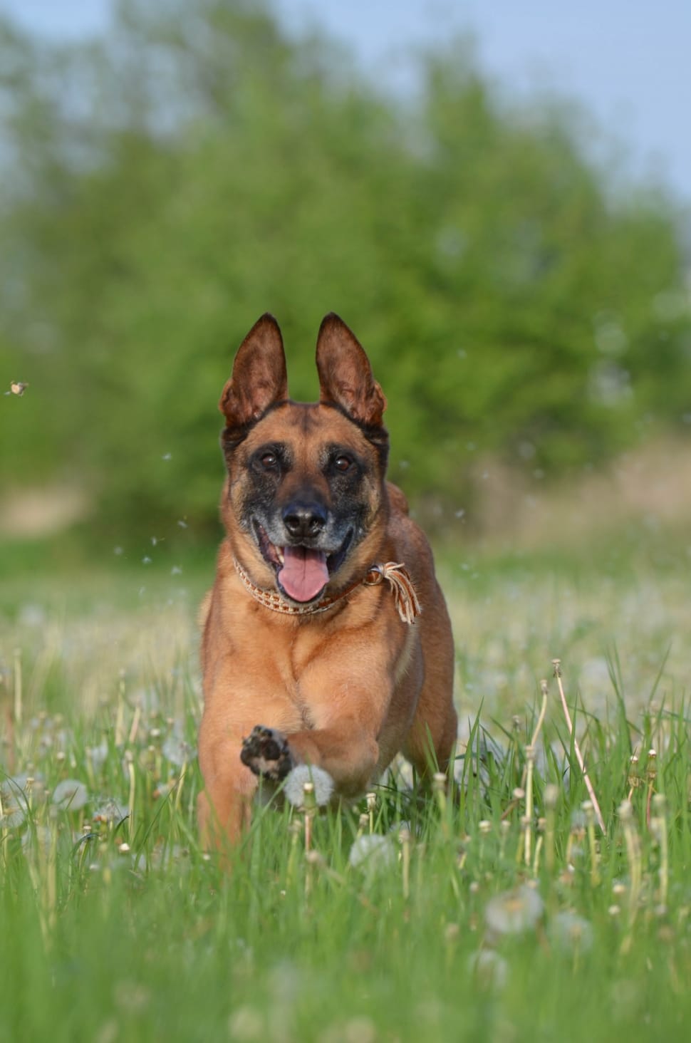 black and tan belgian malinois dog preview