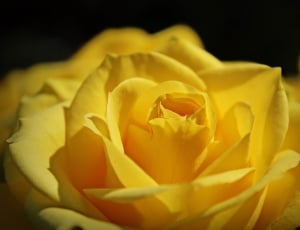 yellow rose photo free image | Peakpx