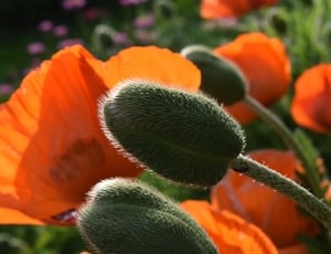 orange poppies thumbnail