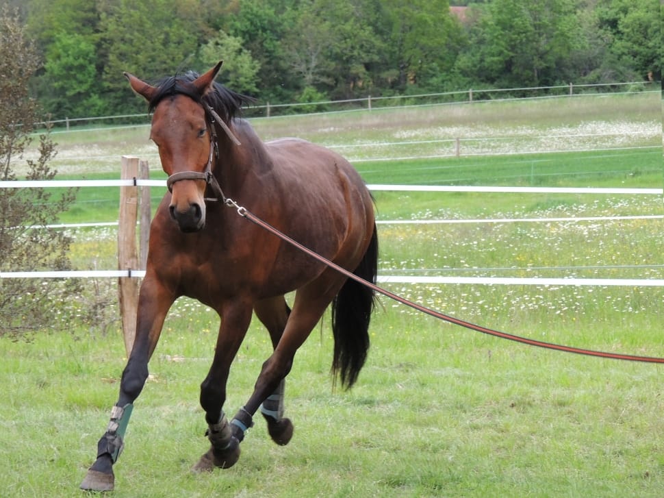 Animals, Horseback Riding, Horse, Sport, horse, domestic animals preview