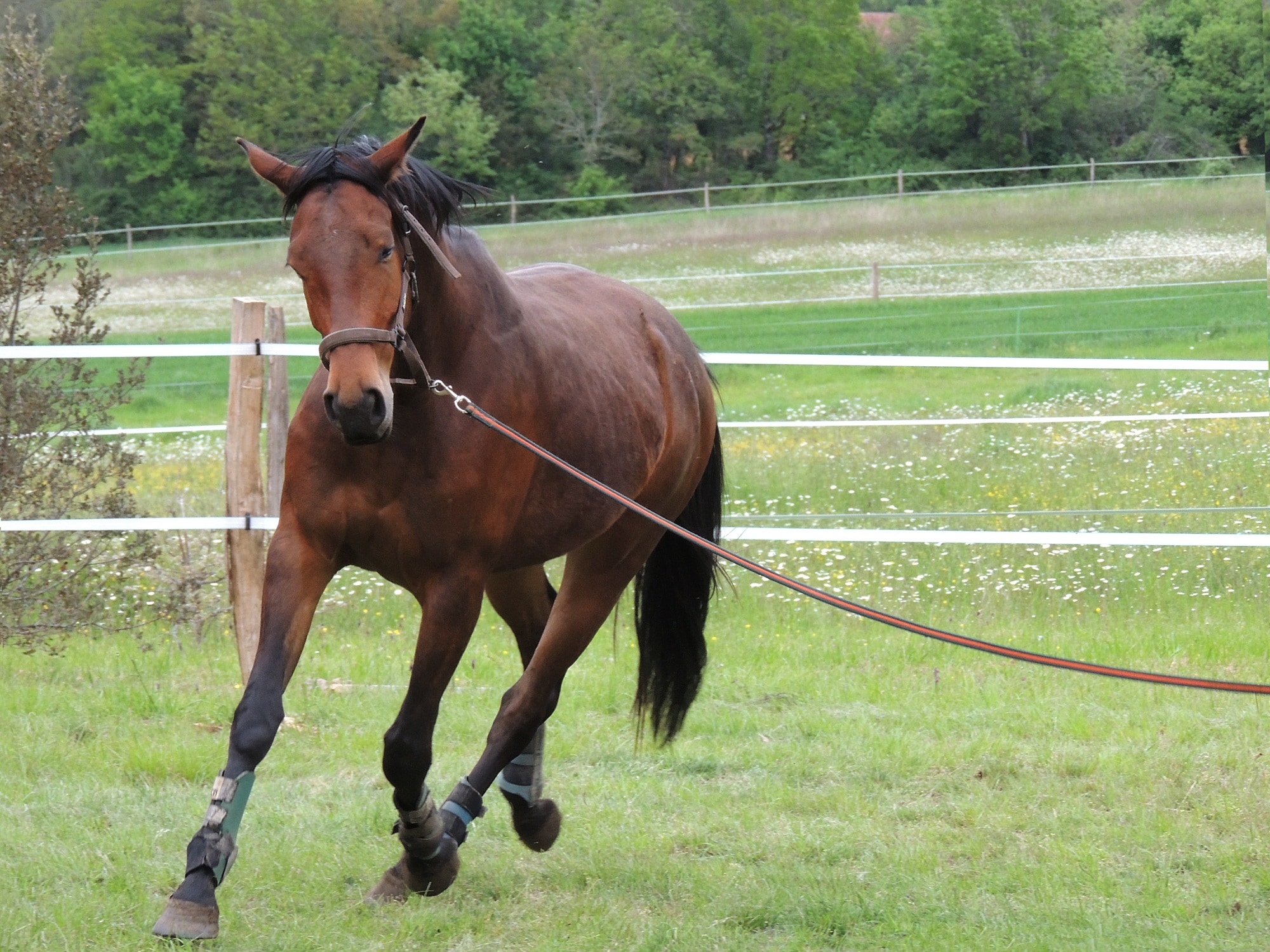 Animals, Horseback Riding, Horse, Sport, horse, domestic animals