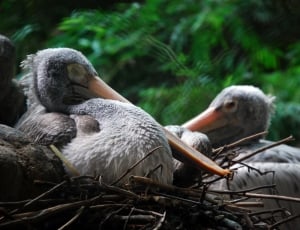 two gray pelican birds thumbnail