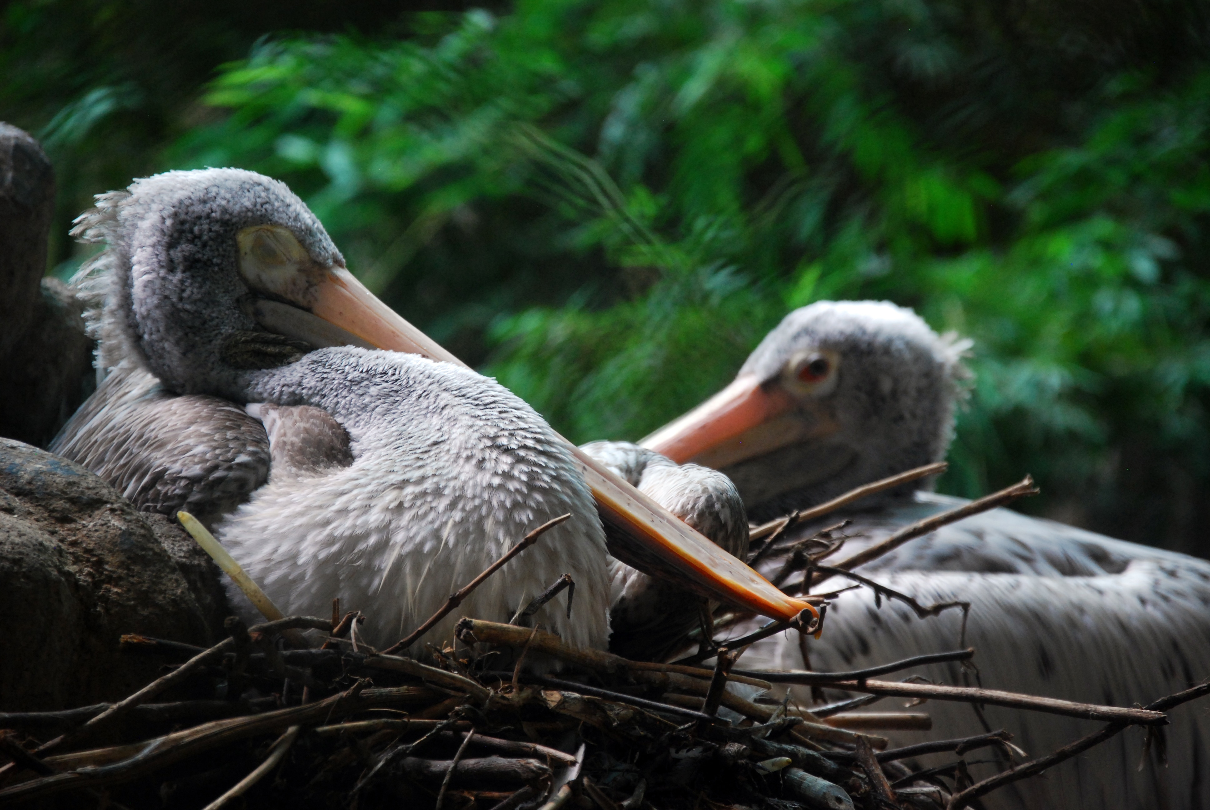 two gray pelican birds
