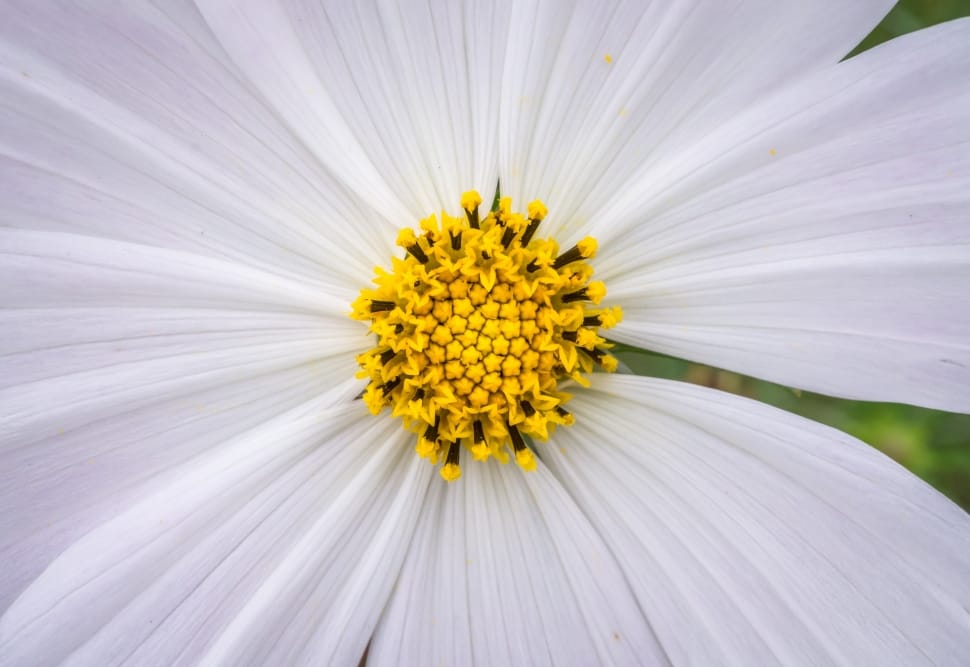 white 8 petaled flower preview