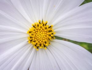 white 8 petaled flower thumbnail
