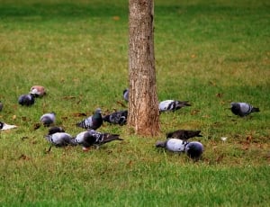 flock of pigeons thumbnail