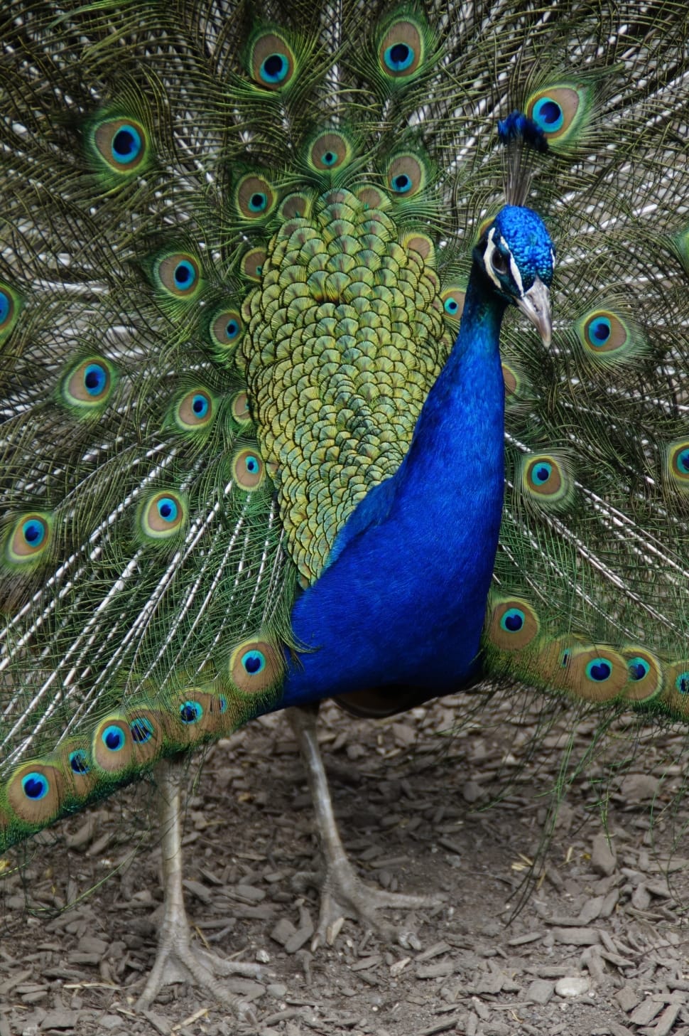 Peacock showing its tail preview