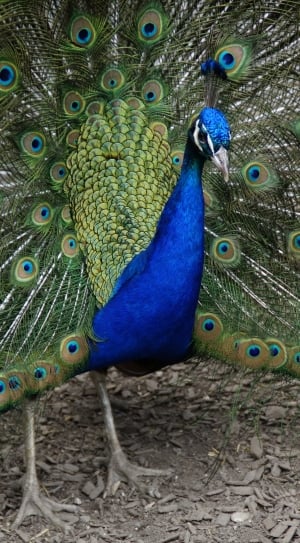 Peacock showing its tail thumbnail