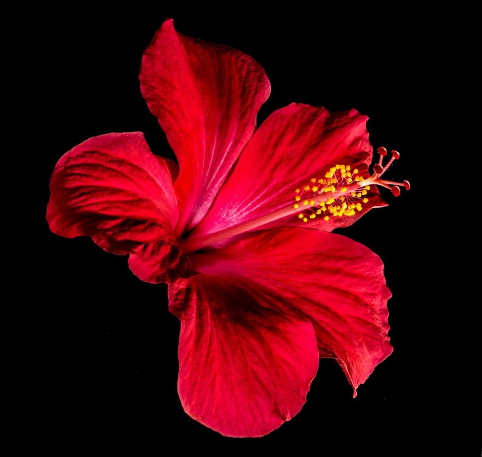 Hibiscus, Blossom, Bloom, Flower, Red, flower, petal preview