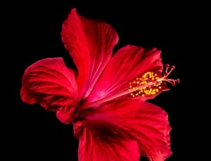 Hibiscus, Blossom, Bloom, Flower, Red, flower, petal thumbnail