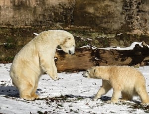 2 polar bears thumbnail