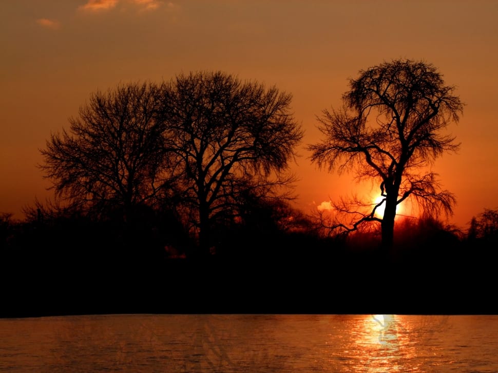 silhouette of trees near body of water during golden hour preview