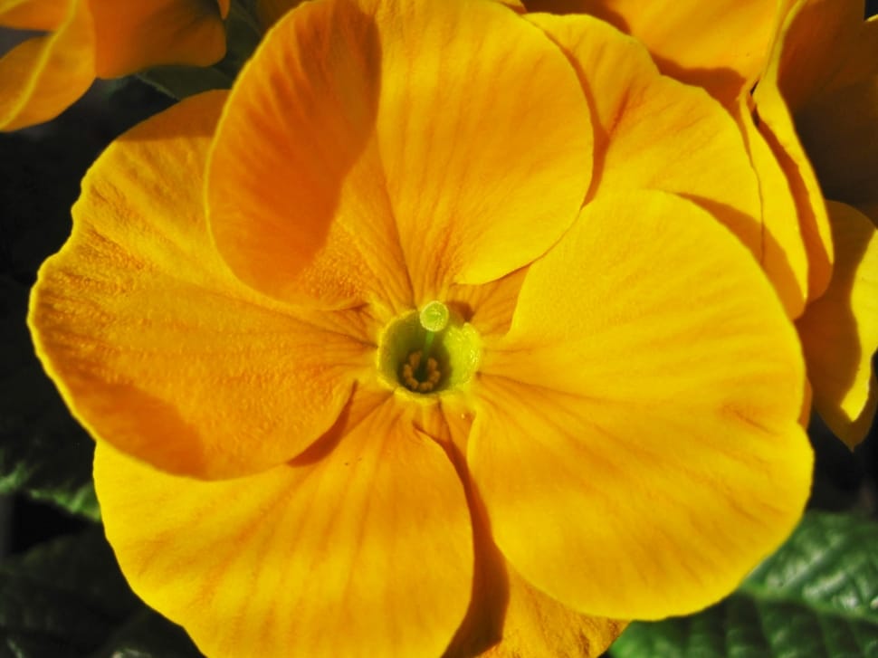 yellow multi petaled flower preview