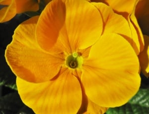 yellow multi petaled flower thumbnail