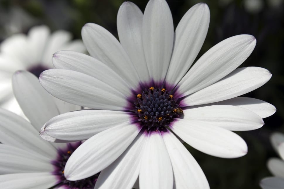 white and purple petaled flower preview