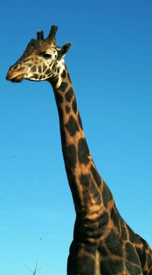 black and brown giraffe thumbnail