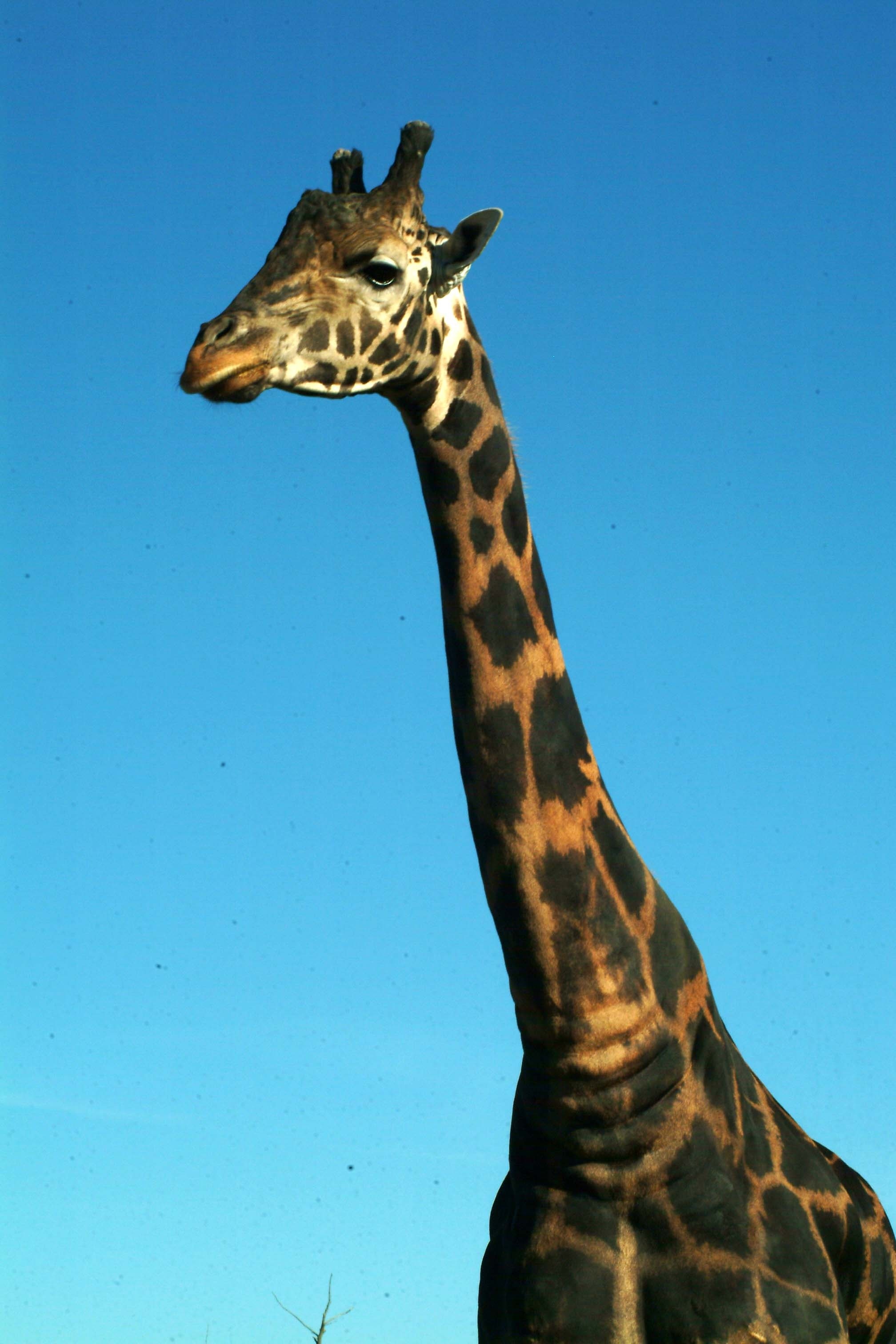 black and brown giraffe
