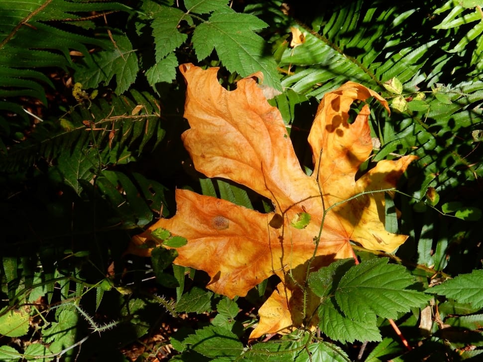 Brown, Landmark, Maple Leaf, Canada, leaf, autumn preview
