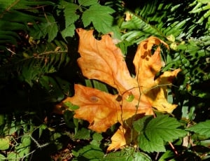 Brown, Landmark, Maple Leaf, Canada, leaf, autumn thumbnail