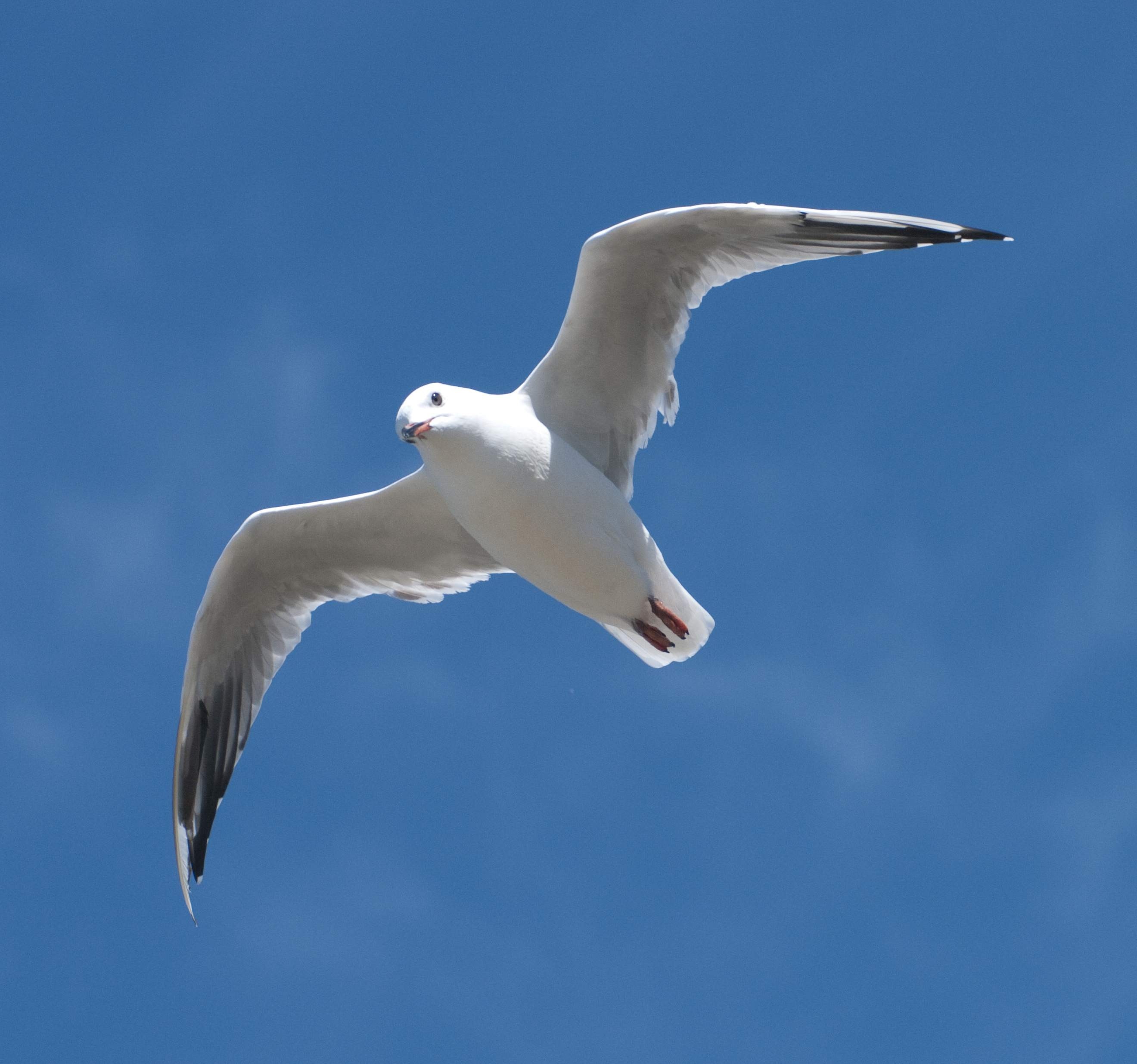 Seagull, Flying, Bird, Blue, one animal, white color
