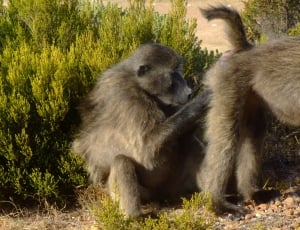 two grey baboon beside green plant during daytime thumbnail
