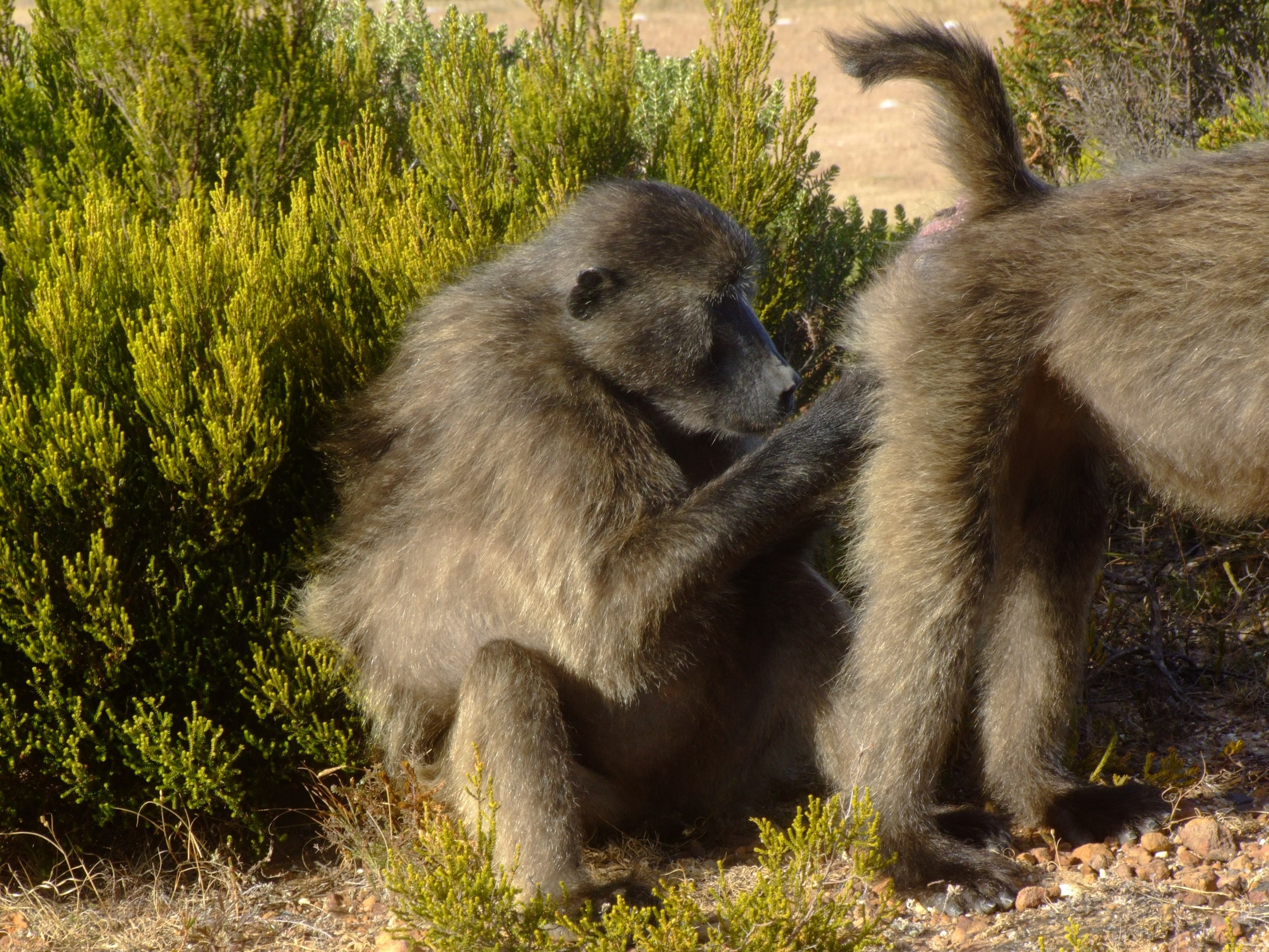 two grey baboon beside green plant during daytime