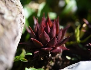red succulents thumbnail