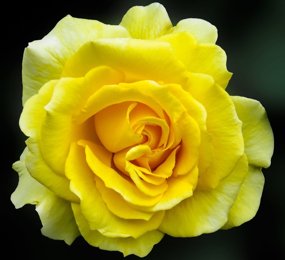 close-up photo of yellow rose in bloom preview