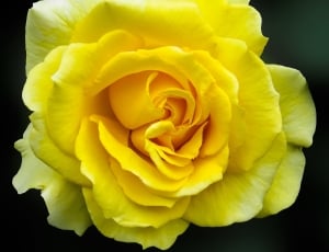 close-up photo of yellow rose in bloom thumbnail