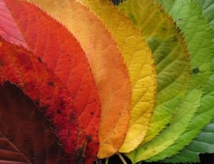 fan of green, red, yellow and brown leaves thumbnail