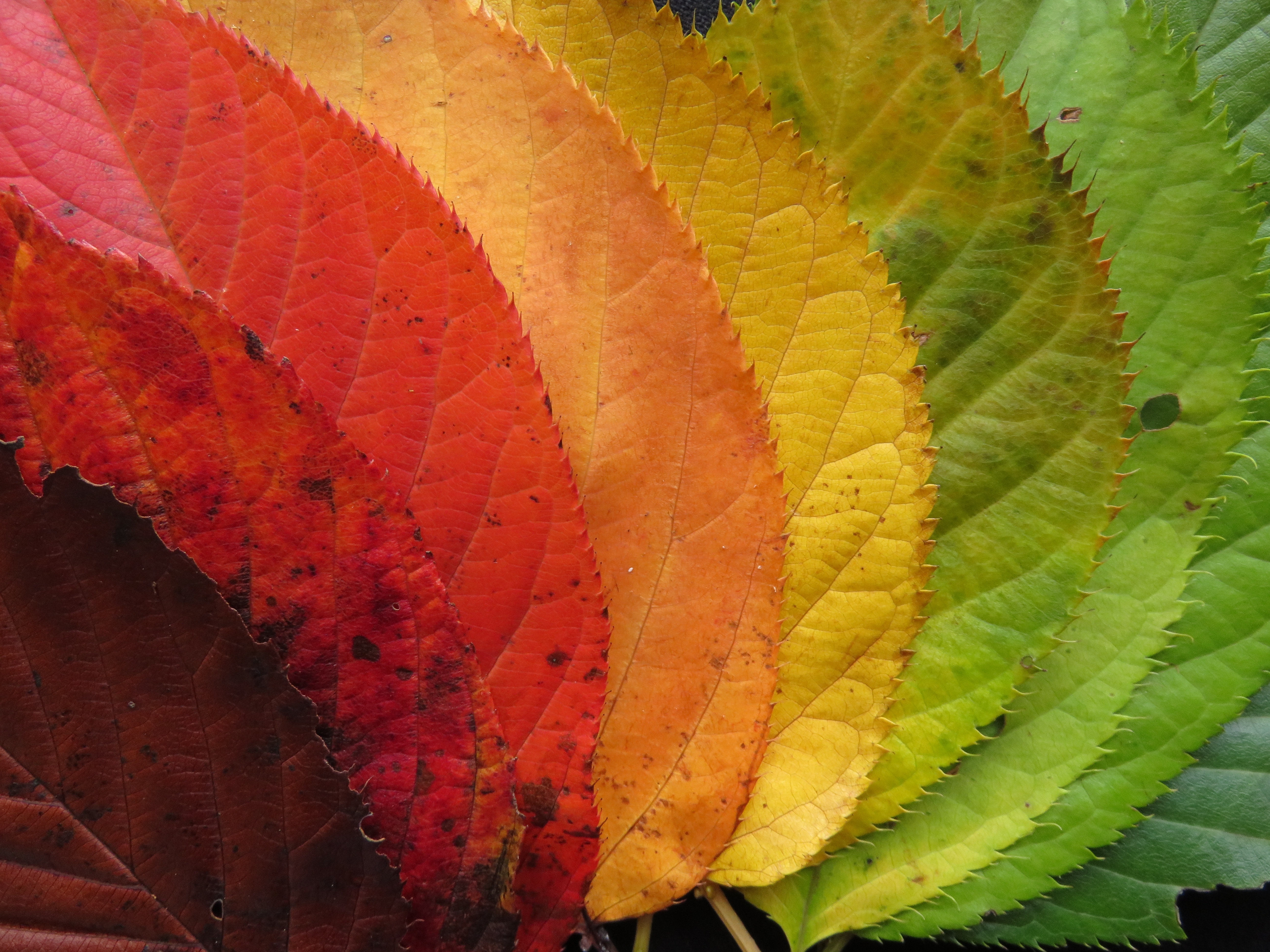 fan of green, red, yellow and brown leaves