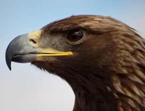 close up photograph of brown eagle thumbnail