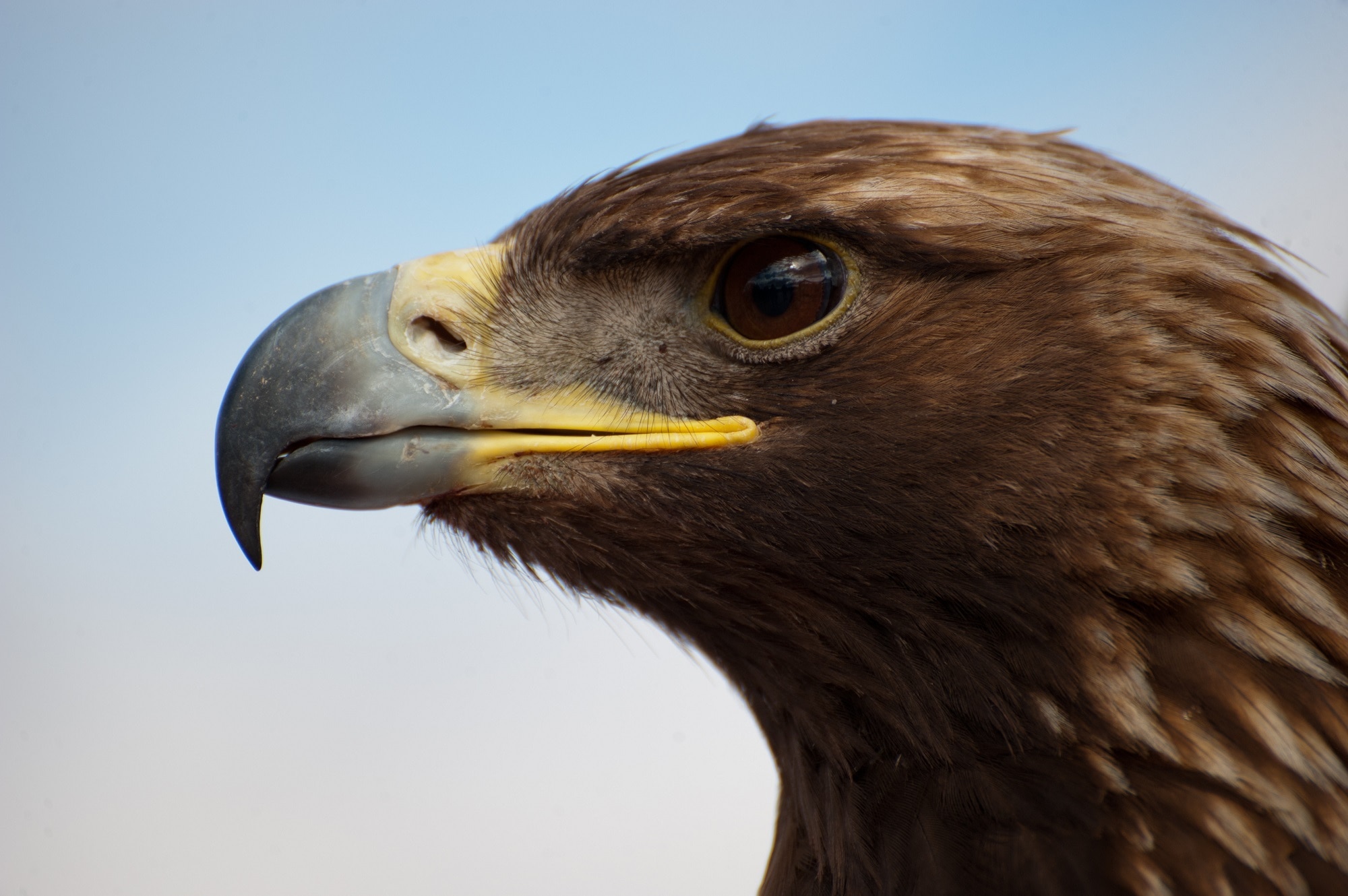 close up photograph of brown eagle
