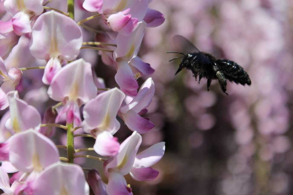 black bee in flight near pink-and-white moth orchid preview