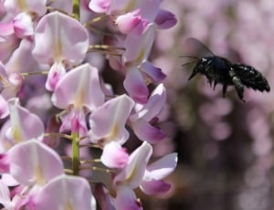 black bee in flight near pink-and-white moth orchid thumbnail