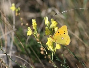yellow cloudless butterfly on yellow petaled flower thumbnail