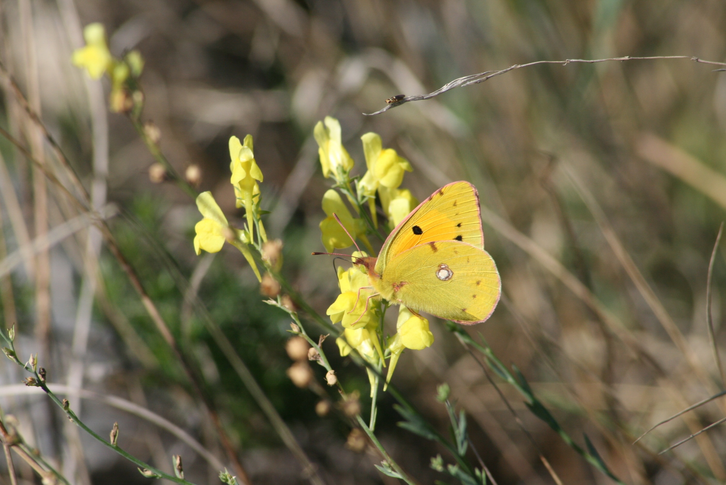 yellow cloudless butterfly on yellow petaled flower